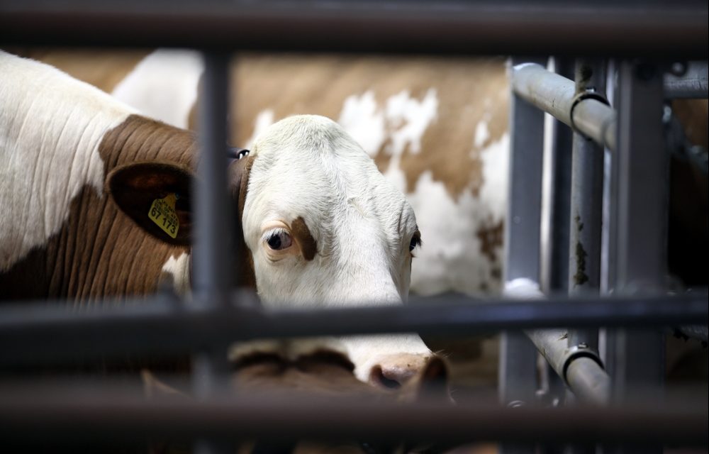 Bauernverband lehnt Verbot von Werkverträgen in Schlachthöfen ab