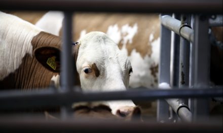 Bauernverband lehnt Verbot von Werkverträgen in Schlachthöfen ab