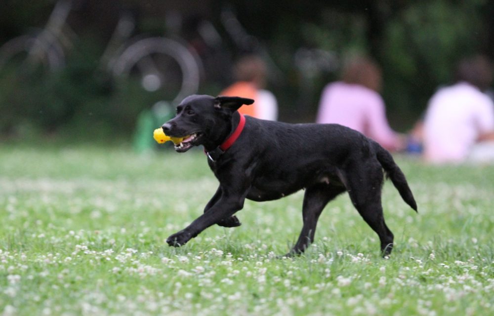 Bundesregierung plant strengere Regeln für die Hundehaltung