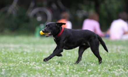 Bundesregierung plant strengere Regeln für die Hundehaltung
