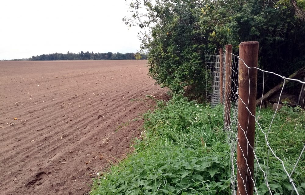 Deutscher Bauernverband: Haltung von Schweinen ist in einer extremen Krise